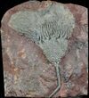 Moroccan Crinoid (Scyphocrinites) Fossil #36328-1
